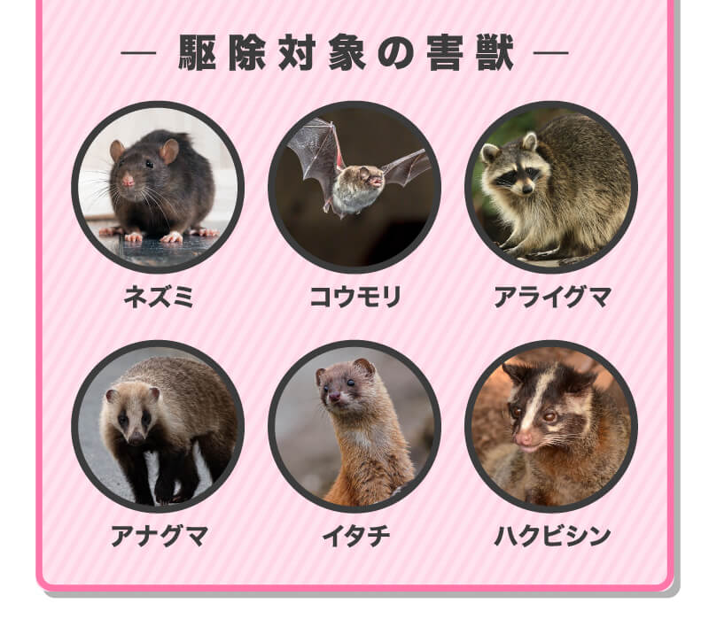 駆除対象の害獣