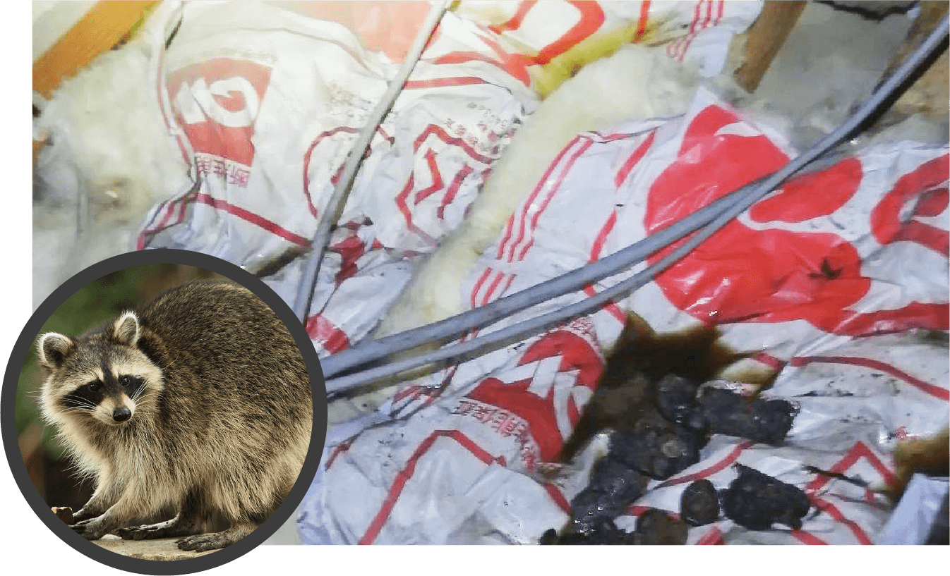 アライグマ被害