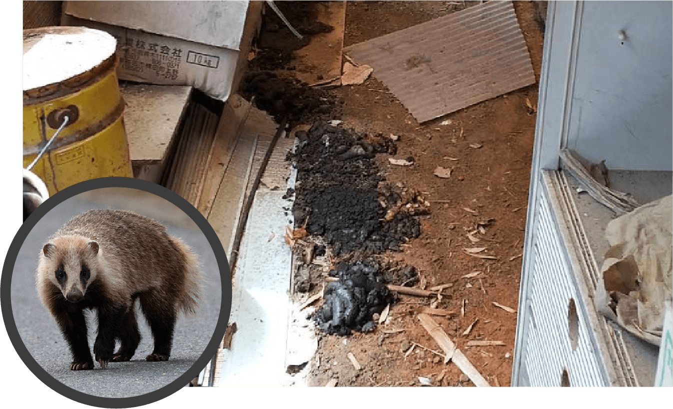 アナグマ被害
